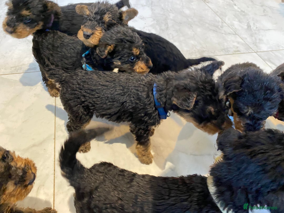 Airedale Terrier dogs for sale: Pure breed Airedale Terriers for sale - Advert 15