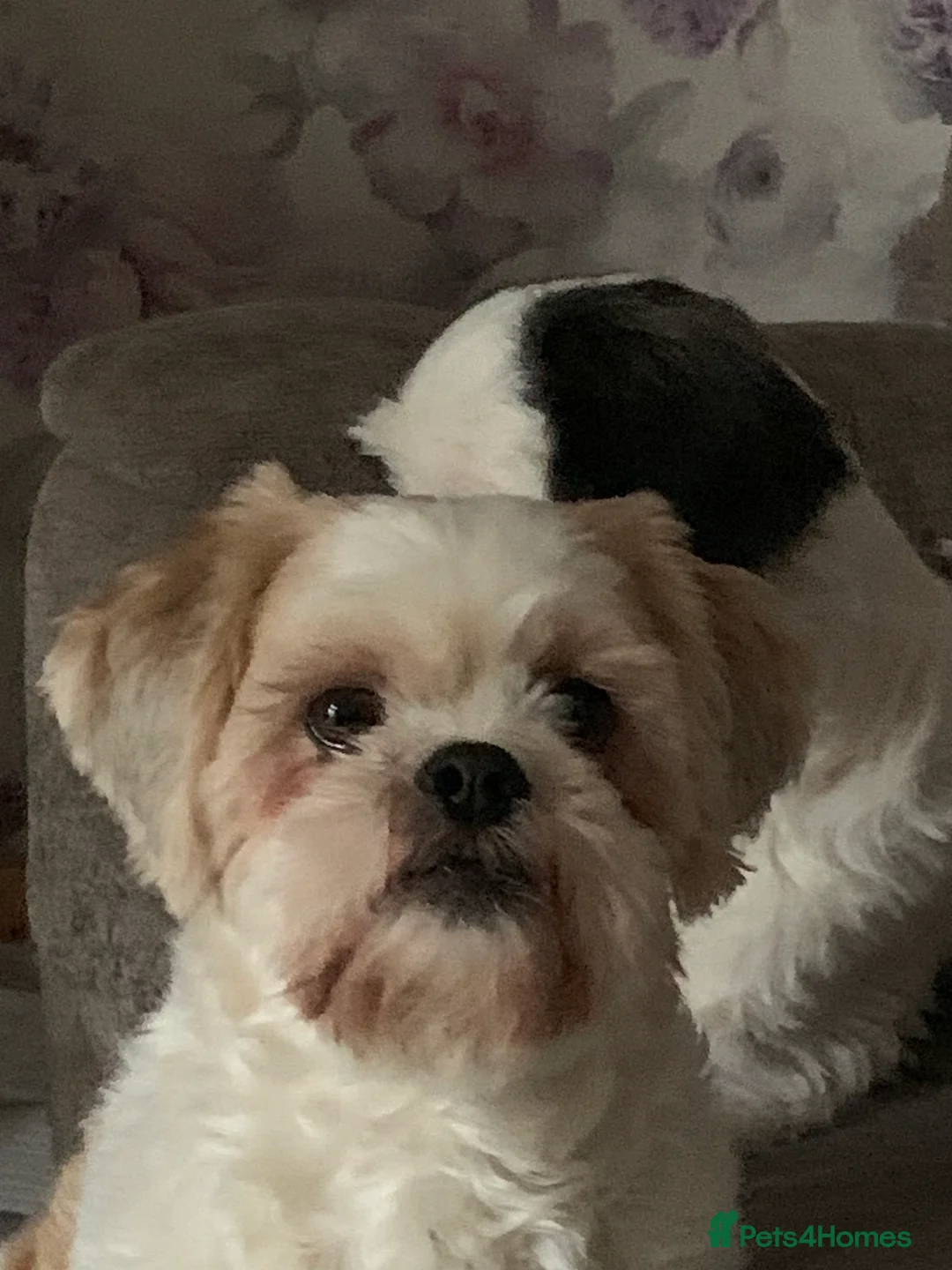 Shih Tzu dogs for sale: Shih Tzu puppies - pure! - Advert 2