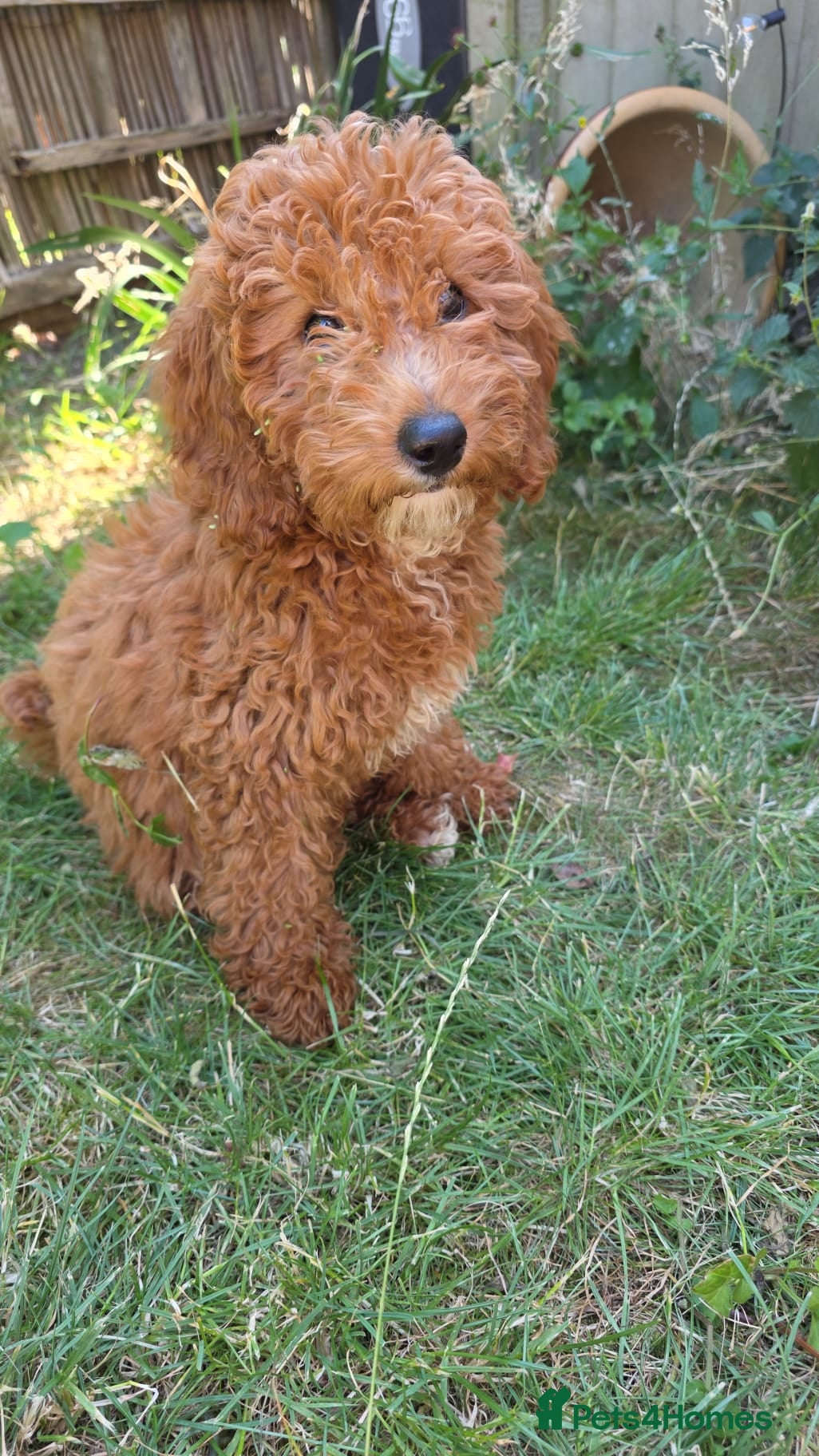Cavapoo dogs fox red cavapoo - Advert 7