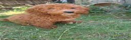 Cavapoo dogs for sale: fox red cavapoo - Advert 12