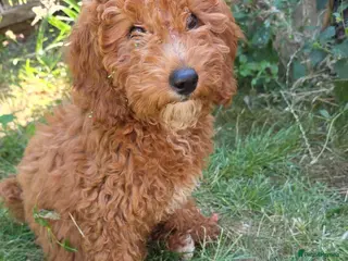 Cavapoo dogs fox red cavapoo - Advert 7
