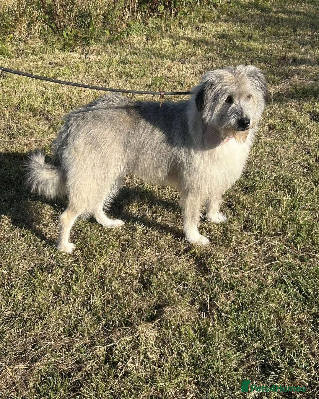 Mixed Breed dogs for adoption: 🧡 Amira - our sweet shepherd 🧡  - Advert 6