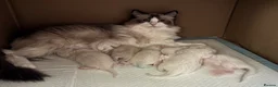 Ragdoll cats for sale: Beautiful Ragdoll Kittens Looking for Loving Home - Advert 22