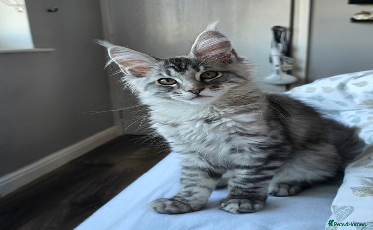 Maine Coon cats - Advert 7
