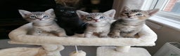 Mixed Breed cats for sale: Siamese Bengal mix kittens  - Advert 20