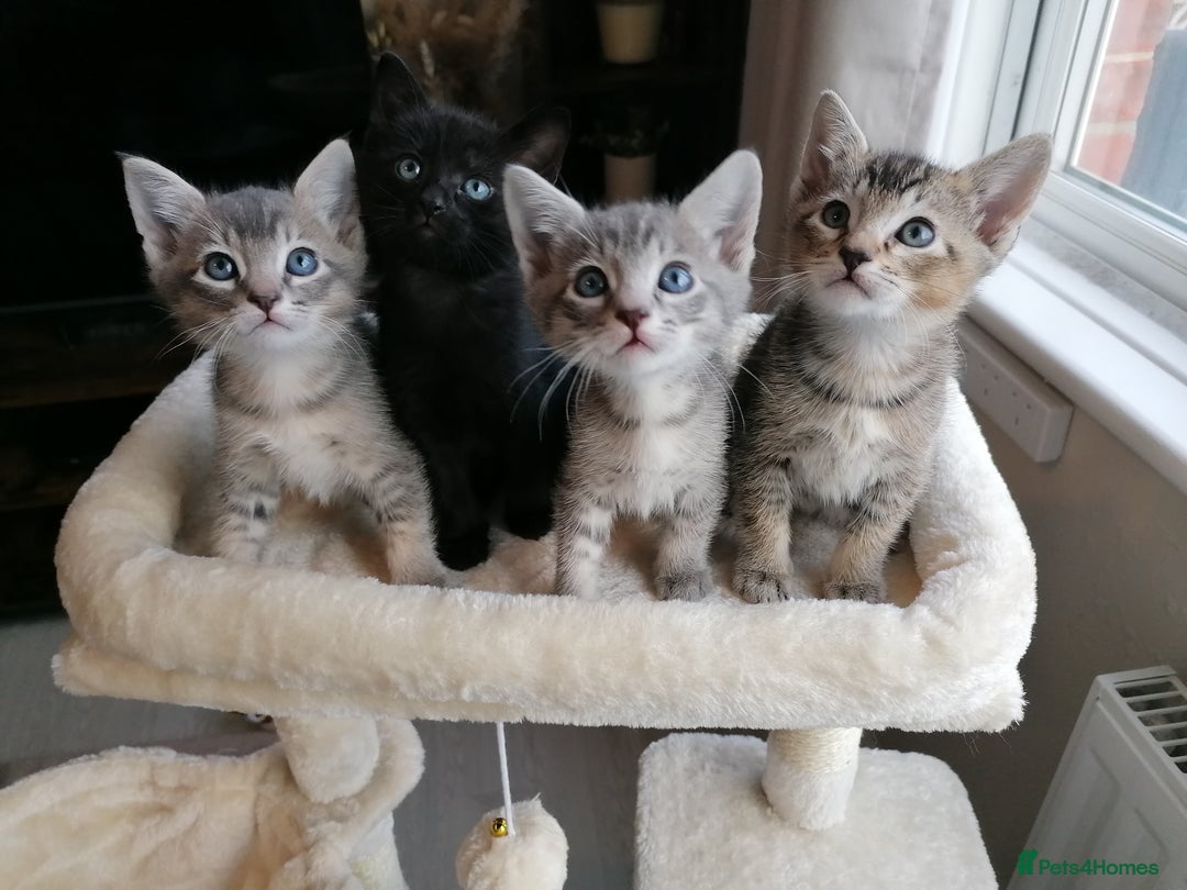 Mixed Breed cats for sale: Siamese Bengal mix kittens  - Advert 20