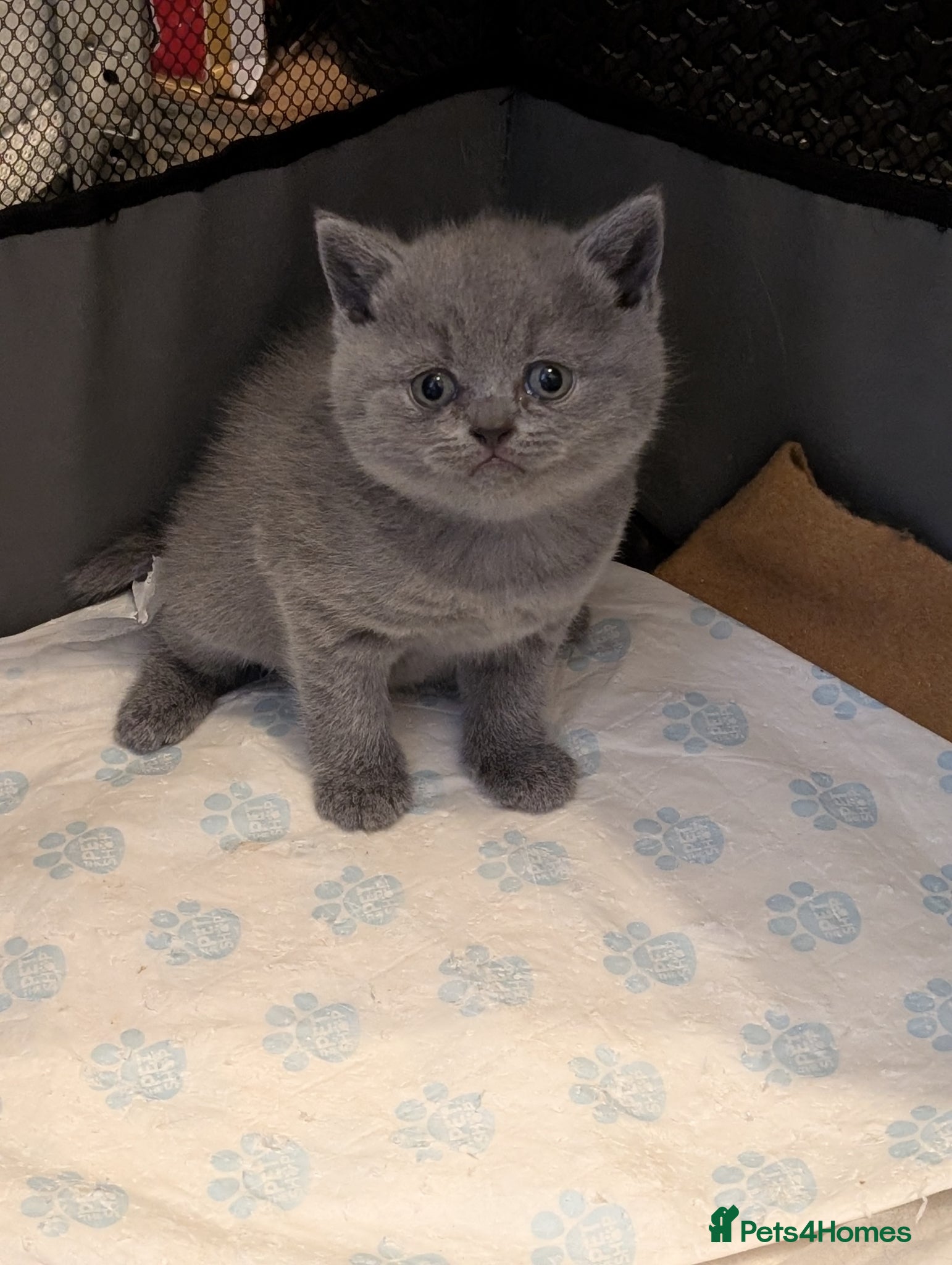 British Shorthair cats GCCF British Shorthair kittens  - Advert 12
