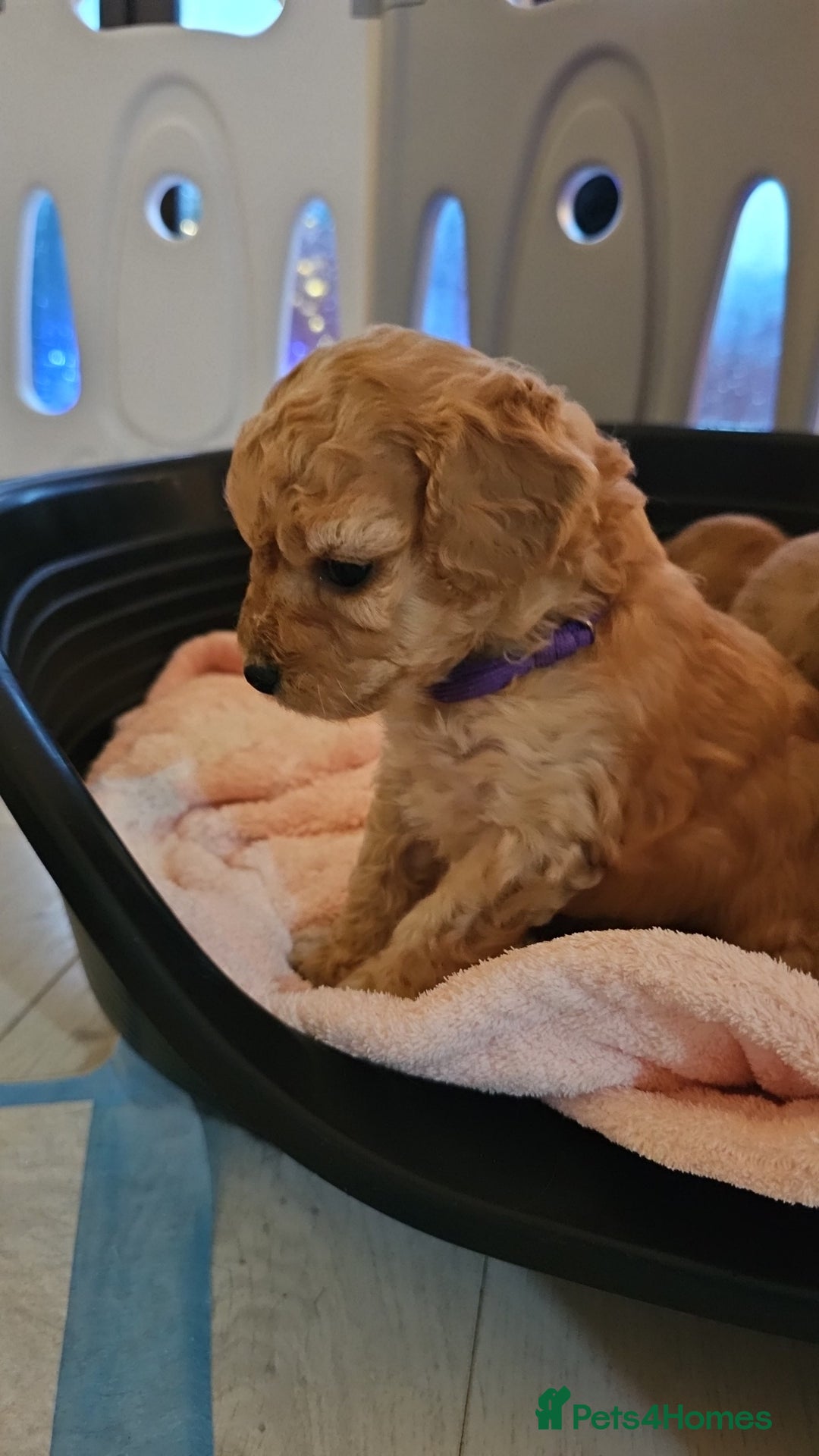 Cavapoo dogs for sale: Gorgeous Little Cavapoo Puppy  - Advert 20