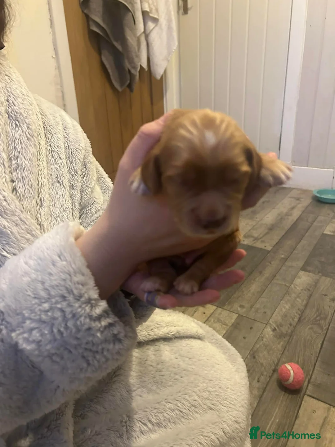 Cocker Spaniel dogs for sale: Kc working cocker spaniel pups in Workington - Advert 2