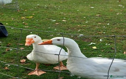 Geese poultry for sale: 2 Pilgrim geese - Image 3