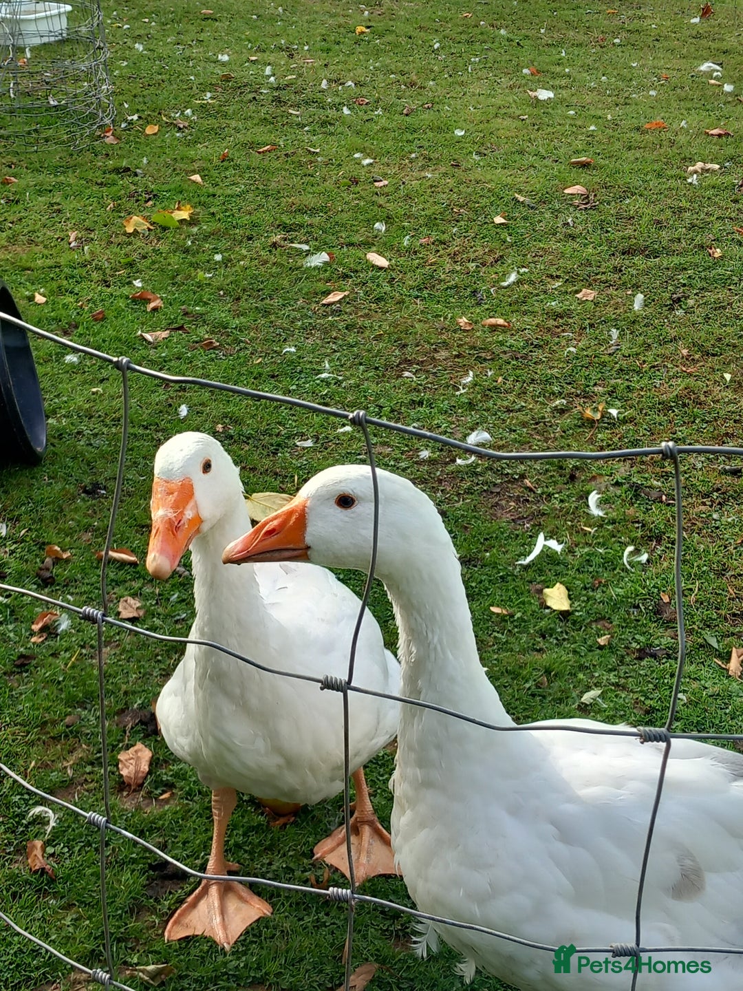 Geese poultry for sale: 2 Pilgrim geese - Image 3