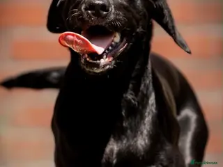 Labrador Retriever dogs Pedigree black female Labrador - Advert 1