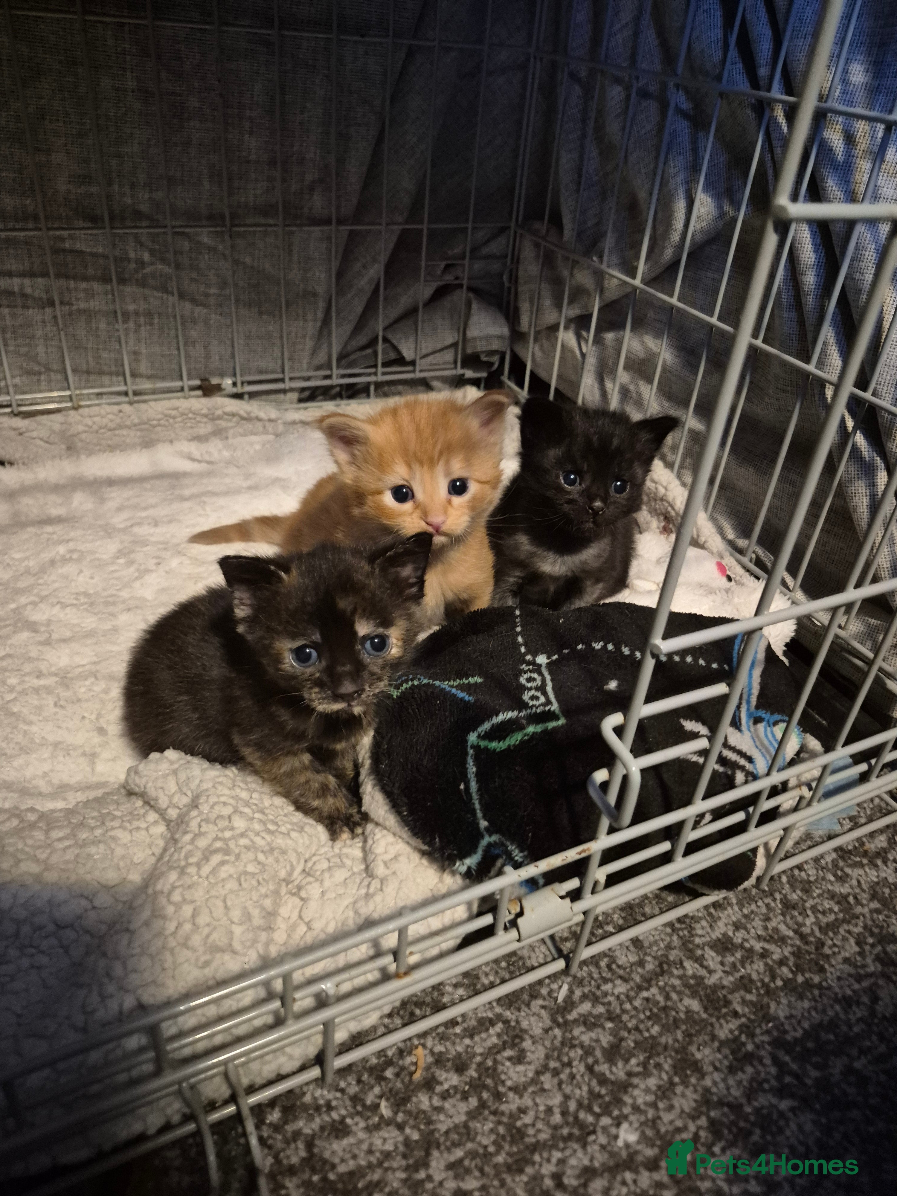 Mixed Breed cats beautiful girly kittens ( do not send offers)  - Advert 12