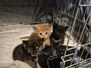 Mixed Breed cats beautiful girly kittens ( do not send offers) - Advert 12