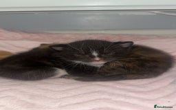 Mixed Breed cats for sale: Kitten looking for his forever home  - Image 5