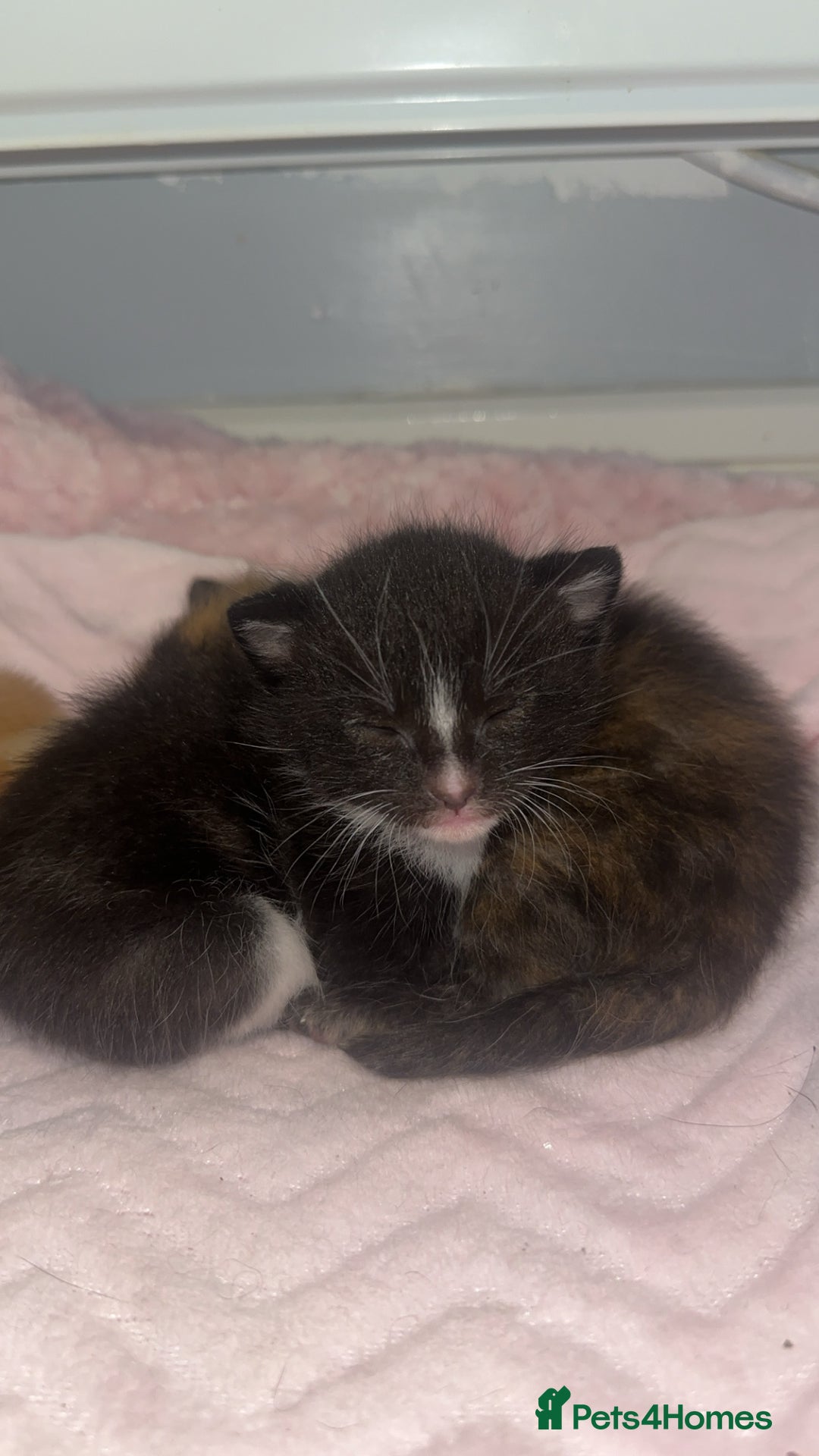 Mixed Breed cats for sale: Kitten looking for his forever home  - Image 5