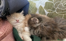 Maine Coon cats for sale: Pedigree fluffy Maine coon kittens - Image 12