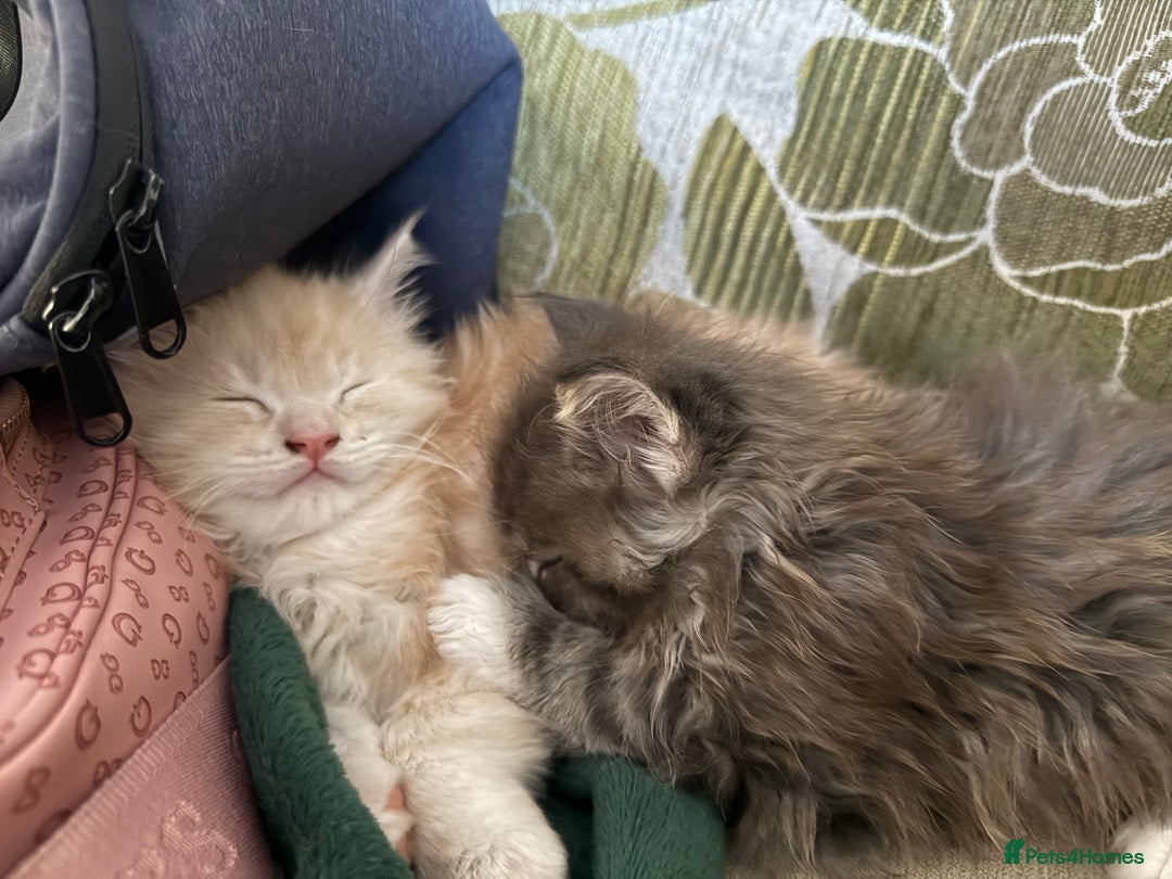 Maine Coon cats for sale: Pedigree fluffy Maine coon kittens - Image 12