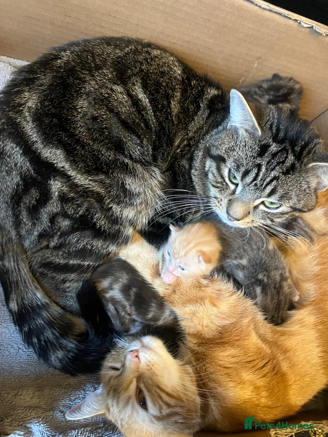 Mixed Breed cats for sale: Pure Tabby / Shorthair kittens  - Advert 11