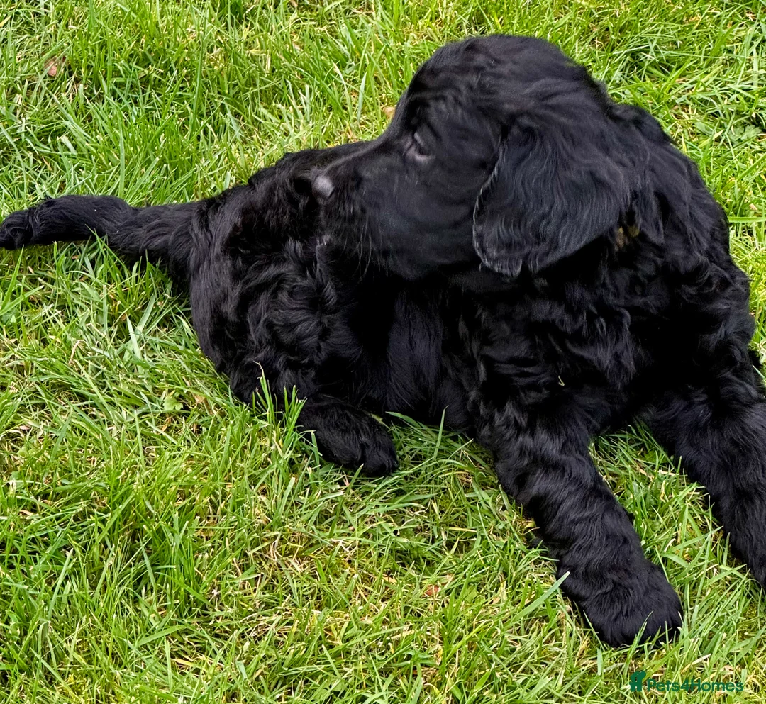Double Doodle dogs for sale: Double Doodle puppies  - Advert 2