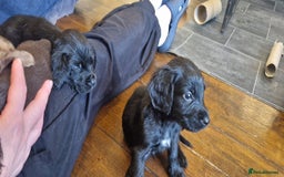 Cocker Spaniel dogs for sale: Cocker Spaniel puppies - Image 12