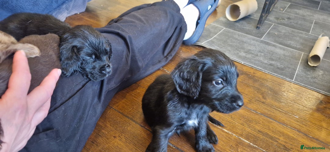 Cocker Spaniel dogs for sale: Cocker Spaniel puppies - Image 12