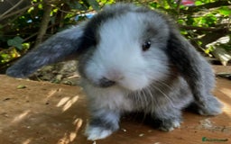 Mini Lop rabbits for sale: Bonded Lops Bunnies  - Image 3