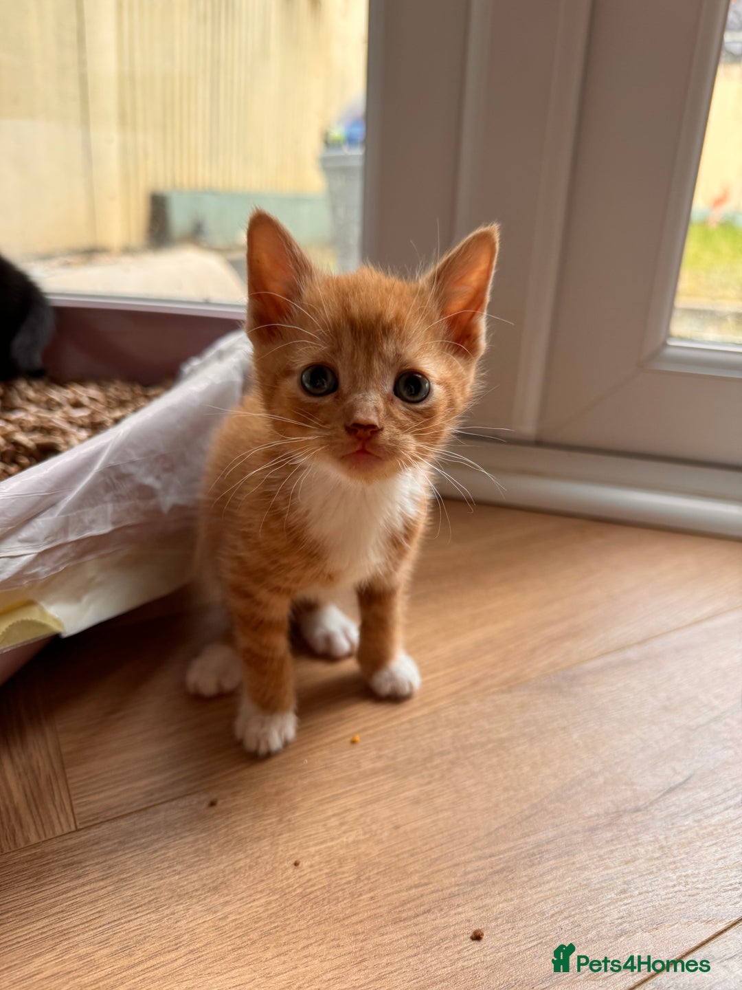 Mixed Breed cats for sale: Kittens ready now  - Advert 4