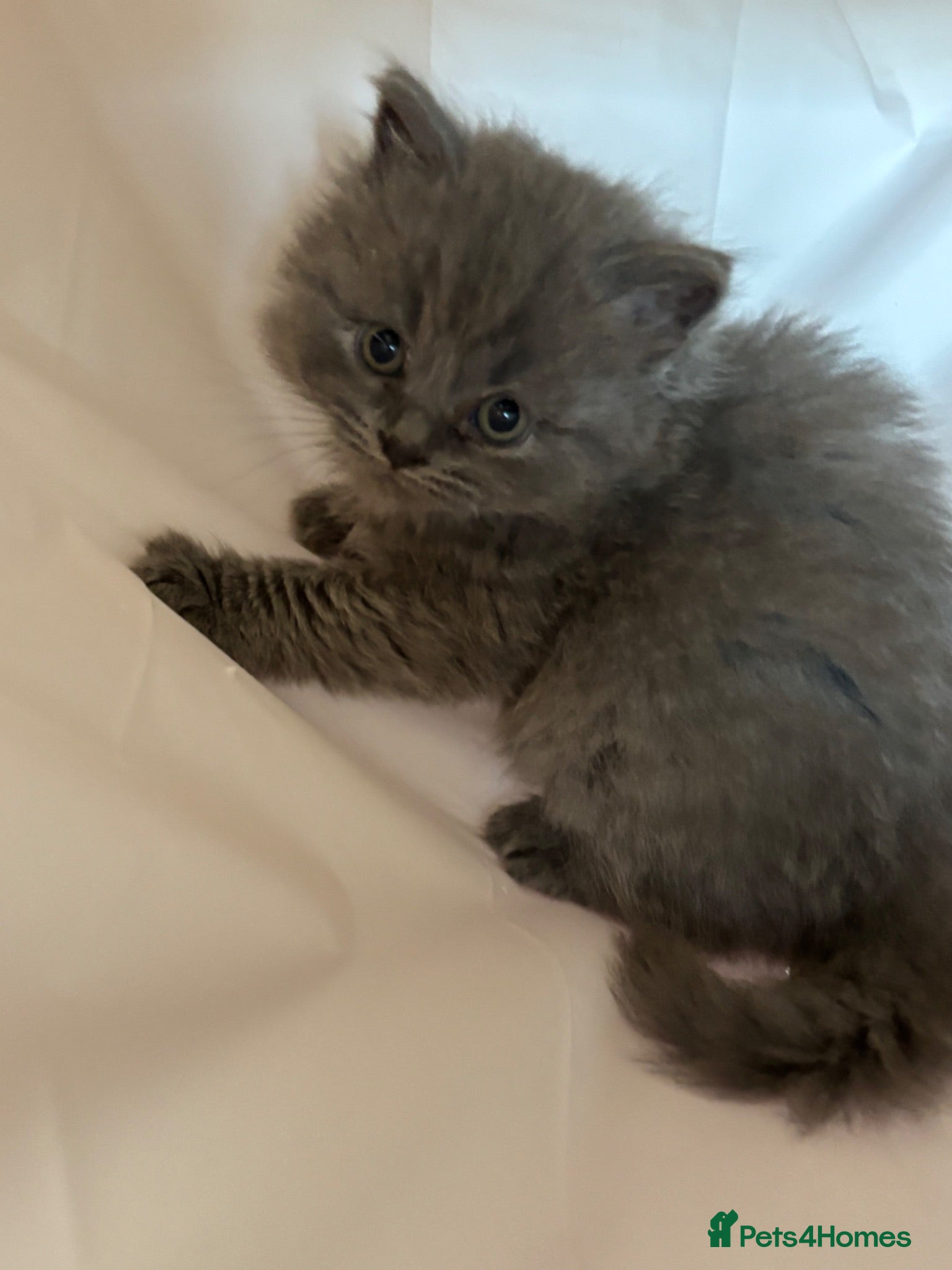 British Longhair cats British long haired blue girls  - Advert 14