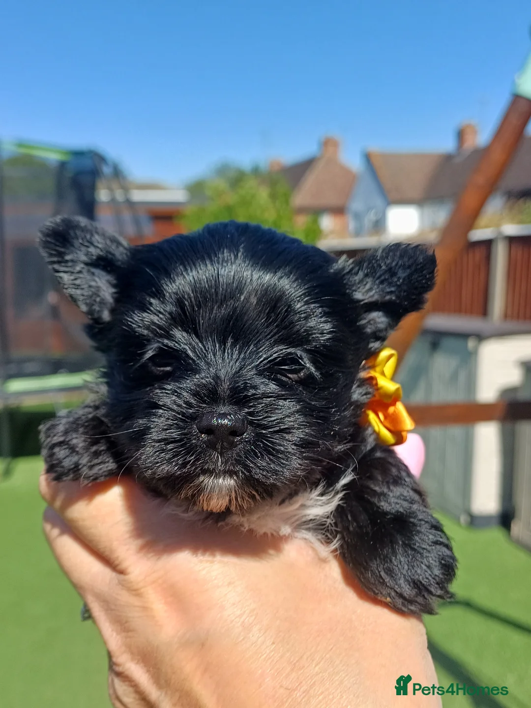 Yorkshire Terrier dogs for sale: Beautiful Rare Black Mini Yorkshirein Brentford - Advert 2