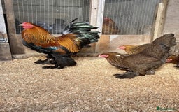 Chickens poultry for sale: Selection of stock cockerels good breeding stock - Image 6