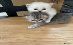 Persian cats for sale: 2 stunning pure pedigree Persian chinchilla kitten - Image 8