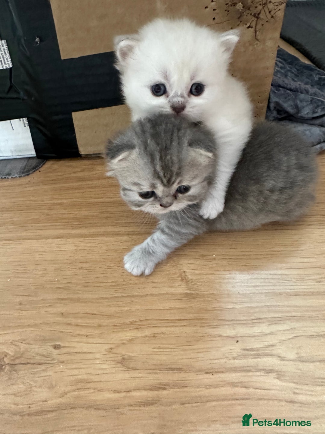 Persian cats for sale: 2 stunning pure pedigree Persian chinchilla kitten - Image 8