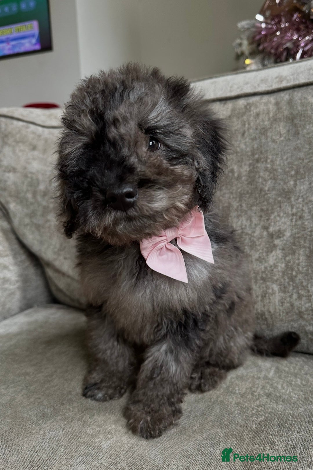 Cockapoo dogs for sale: Outstanding Cockapoos’s  - Advert 6