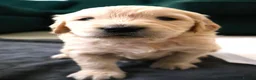 Golden Retriever dogs for sale: Beautiful Golden Retriever Puppies - Advert 7