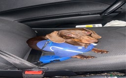 Dachshund dogs for sale: Dahschund - Image 6