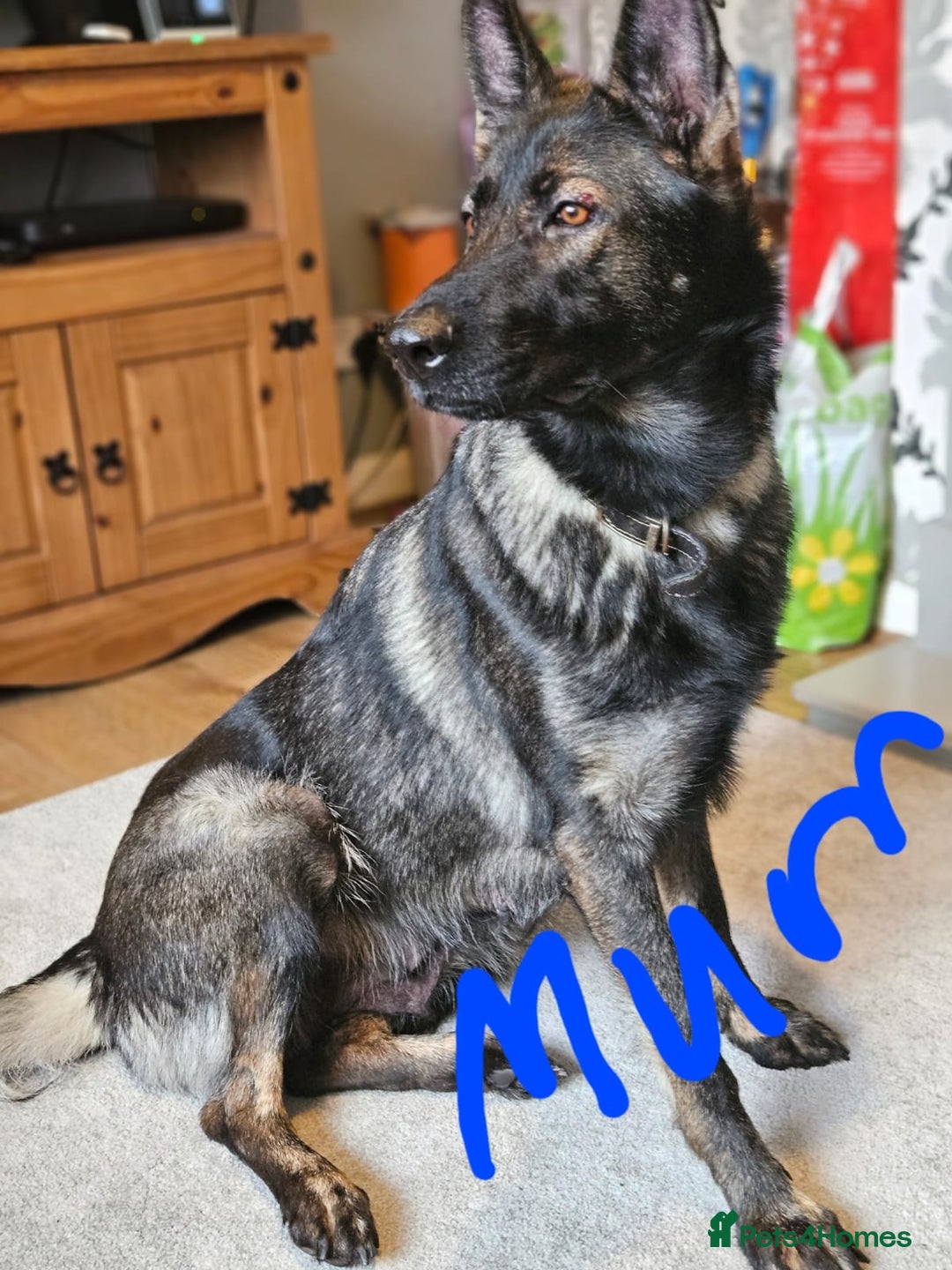 German Shepherd dogs for sale: 4 Month old German Shepherd Puppy for sale - Image 14