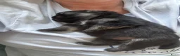 Pomeranian dogs for sale: Five beautiful fluffy Pomeranian puppies  - Advert 13