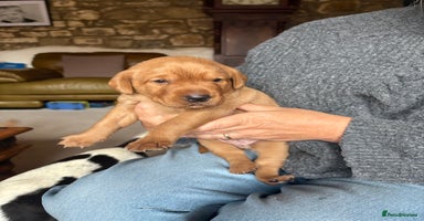 Labrador Retriever dogs - Advert 16