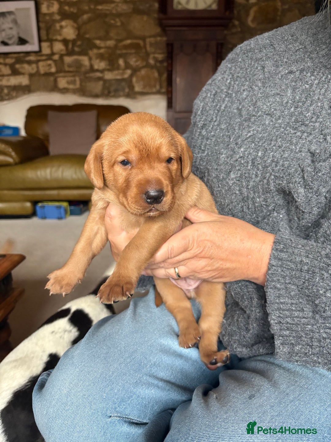 Labrador Retriever dogs for sale: Culm valley X Gold Celtic Warrior of Clearmeadow - Image 3