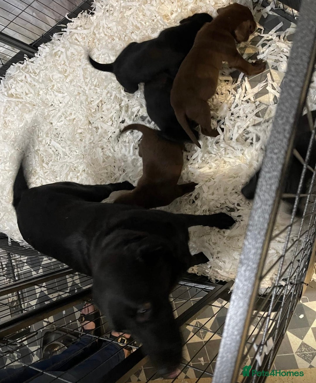 Labrador Retriever dogs for sale: Labrador puppies  - Image 15