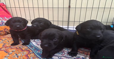 Labrador Retriever dogs Black Labrador puppies in time for  **   - Advert 5