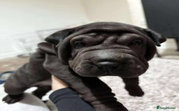 Shar Pei dogs for sale: Bone mouth sharpies  - Image 7