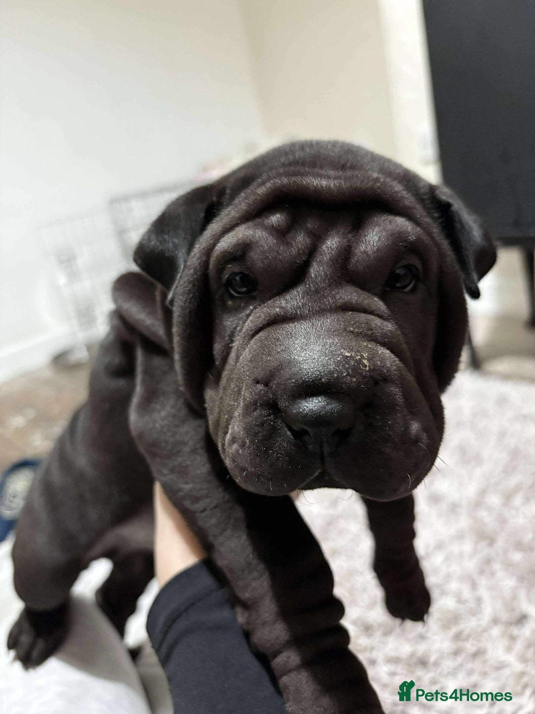 Shar Pei dogs for sale: Bone mouth sharpies  - Image 7