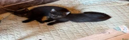 British Shorthair cats for sale: Kittens  - Advert 3