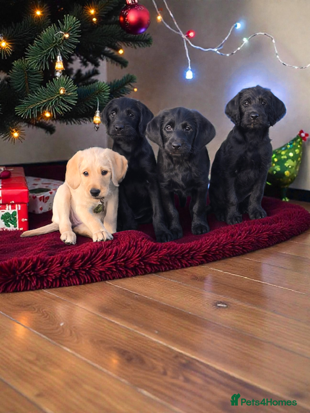 Labradoodle dogs for sale: Adorable Labradoodle puppies - Advert 1