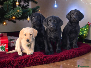 Labradoodle dogs Adorable Labradoodle puppies - Advert 3