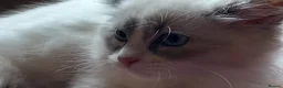Ragdoll cats for sale: Beautiful overly friendly ragdoll kittens. - Advert 5
