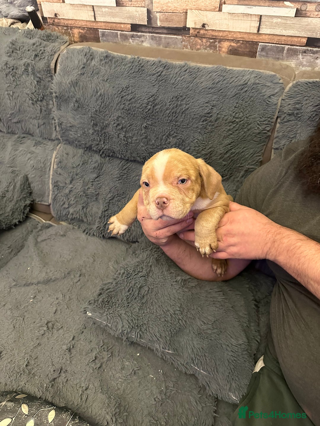 American Bully dogs for sale: ABKC REGISTERED Pocket Exotic/Extreme Bully PUPS! - Advert 23