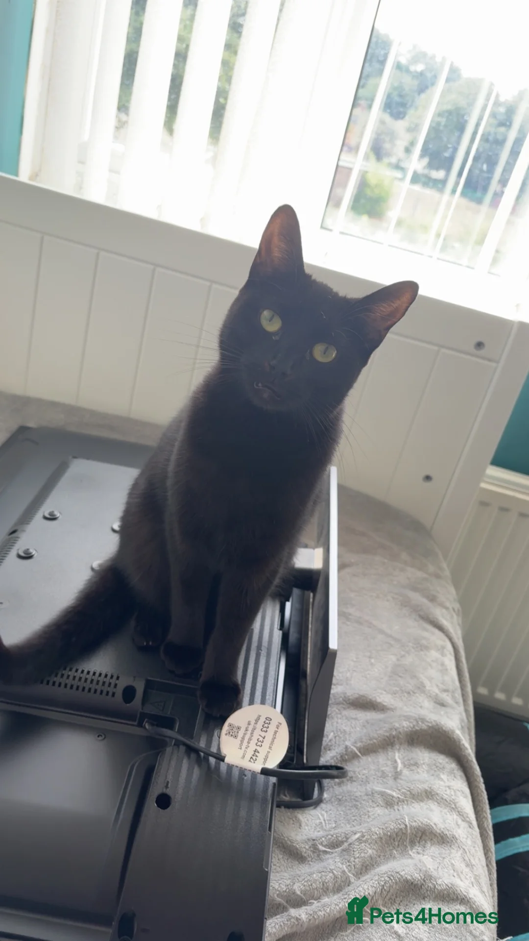 Domestic Shorthair cats for sale: 1 year old cat ready for a new home ❤️ in Newcastle upon Tyne - Advert 2